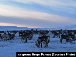 Оленеводы в тундре, Чукотка