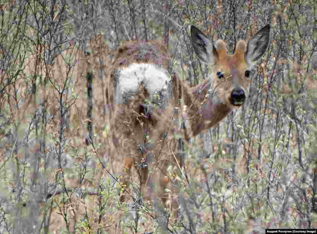 Wildlife Photos Siberia