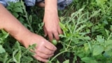 Watermelons in Pskov